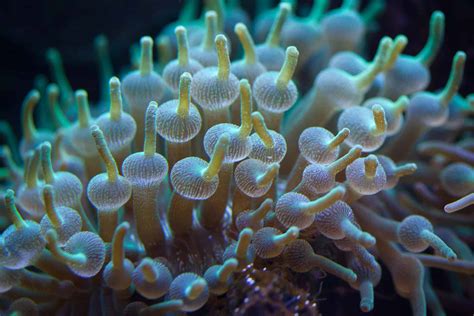  Bylgilere Dair: Birden Fazla Ağızlı Bir Canlı Olan Bir Bubble-Tip Anemone