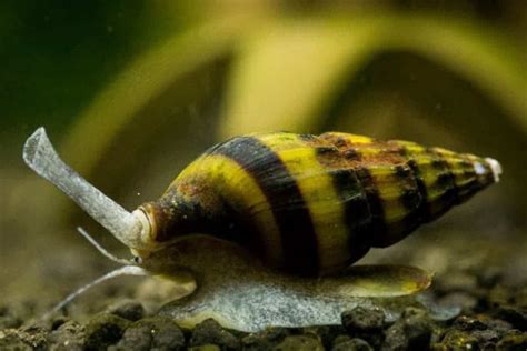  Cone Snail: An Underwater Assassin Hiding In Plain Shell!