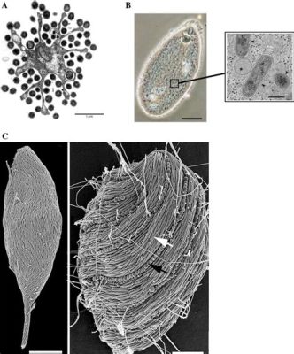  Streblomastix!  A Single-Celled Predator That Can Also Photosynthesize?