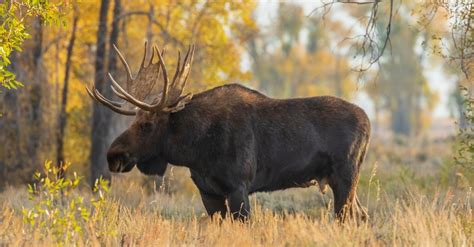 Umbrella Antler! Unveiling the Secrets Behind This Tiny Creature’s Majestic Horns and Intricate Social Structure