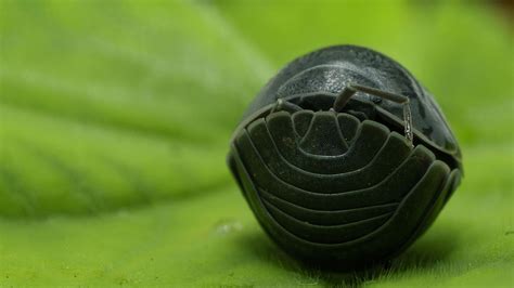  Woodlouse! This Adorable Crustacean Can Roll Up Into a Tiny Ball When Threatened