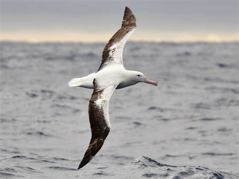  Albatros Gökyüzünü Yarma Şansını Keşfeder mi? Bir Deniz Kuşunun Olağanüstü Yolculuğuna Daldık!