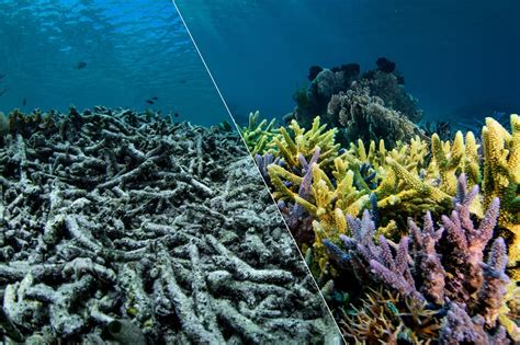  Barrel Sponge: Discover the Fascinating World of Deep-Sea Architecture Built by the Ocean's Unsung Heroes!