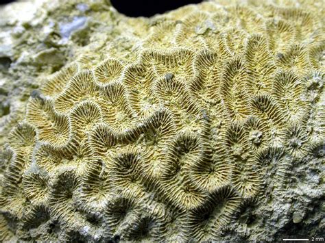  Branching Brain Coral: With its intricate structure and symbiotic relationship with algae, the Branching Brain Coral showcases the incredible diversity found within the ocean depths!