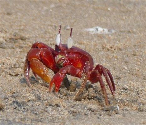  Crabs: Can This Shell-Covered Crusader Conquer Your Curiosity?