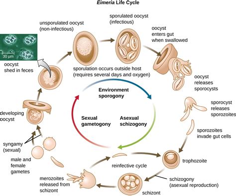  Cryptosporidium: Üreme Hücreleri İçin Sporları Kullanan Küçük Bir Parazit!