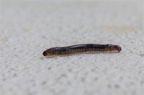  Eurynota: A Centipede That Makes You Question Reality With its Many Legs!