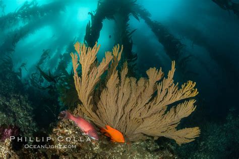  Gorgonian! Üçüncü Boyutta Yükselen, Renk Cümbüşüyle Denizlerin Sırlarını Açığa Çıkarır mı?