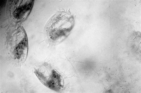  Leptomonas! Bir Tek Hücreli Canlı Hakkında İlgi Çekici Bilgiler