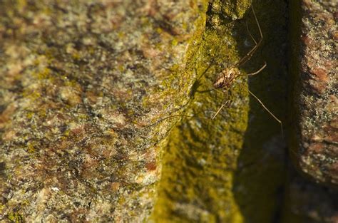  Onikişi! A Tiny Terror With Eight Legs And Venomous Potential