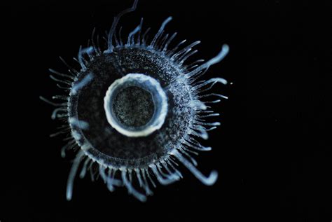  Quingyangia: Can this Parasite's Tiny Tentacles Really Unlock Secrets of Ancient Aquatic Ecosystems?