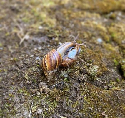  Top Snail: A Curious Mollusk with Both Delicate Beauty and Voracious Appetite!