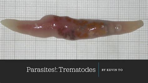  Vitellaria paradoxa:  A Tiny Trematode That Lives a Life of Exquisite Deception!