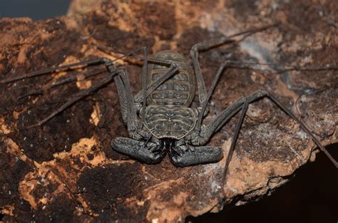  Whip Scorpion!  A Creature With a Fearsome Name That Won’t Hurt a Fly?