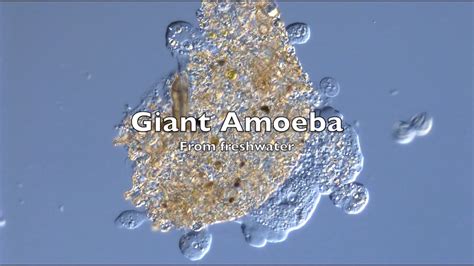  Xenophyophore:  A Giant Amoeba That Could Rival Your Breakfast Cereal Bowl!