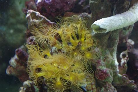  Yellow Fungus Coral: Can This Vibrant Polyp Truly Absorb Sunlight Like Plants?